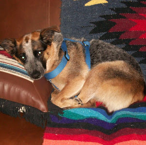 Meet your Posher, Shirl